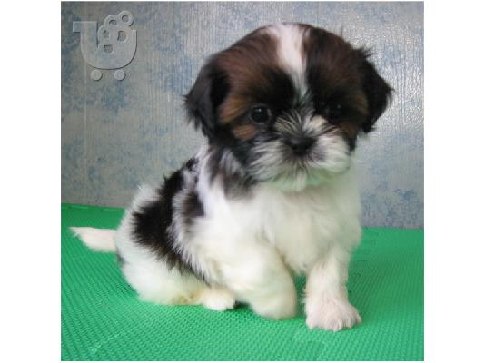 PoulaTo: shih tzu κουτάβια -